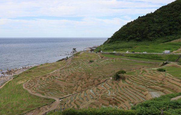白米千枚田の景観（2026年6月）