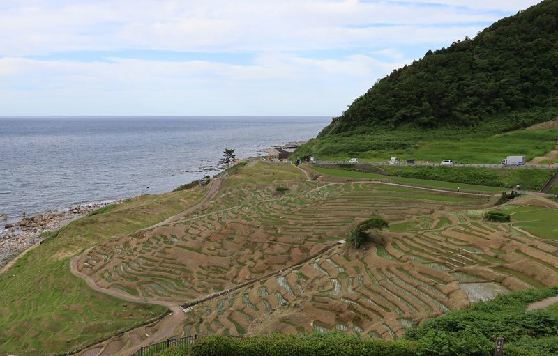 白米千枚田の景観（2026年6月）