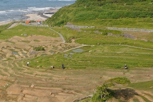 写真30　地元の方々による棚田の草刈り作業